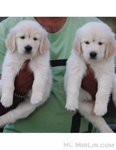 Shiten këlyshët Perfect Golden Retriever.