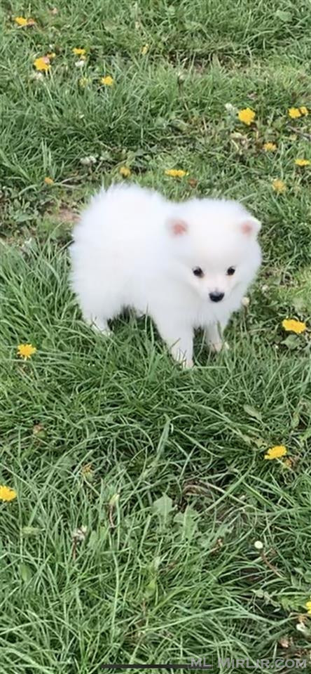 Minispitz