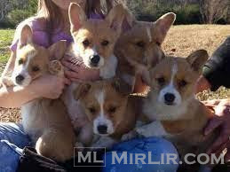 Beautiful Kc Registered Pembroke Welsh Corgi Puppies Për Shi