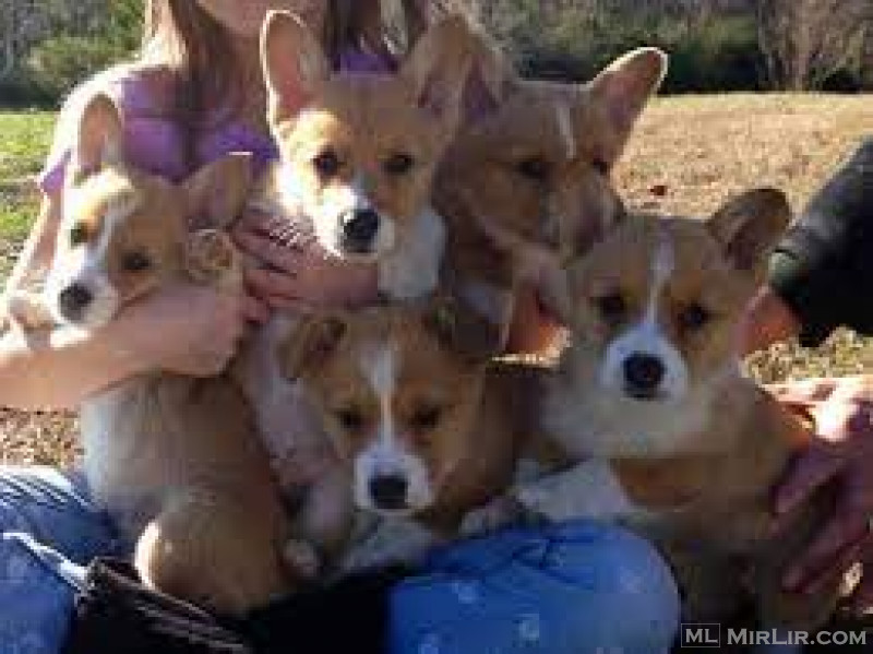 Beautiful Kc Registered Pembroke Welsh Corgi Puppies Për Shitje