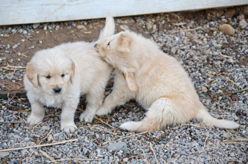 retriever i artë