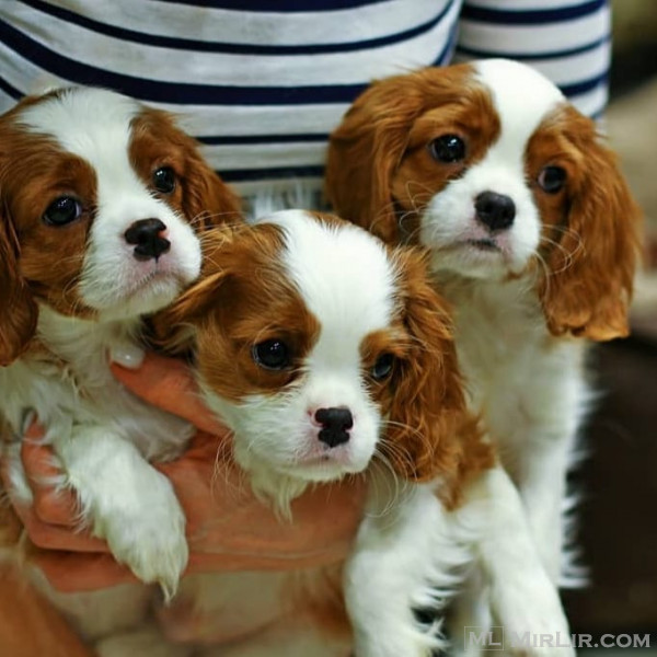 Këlyshët Cavalier King Charles Spaniel për Shitje