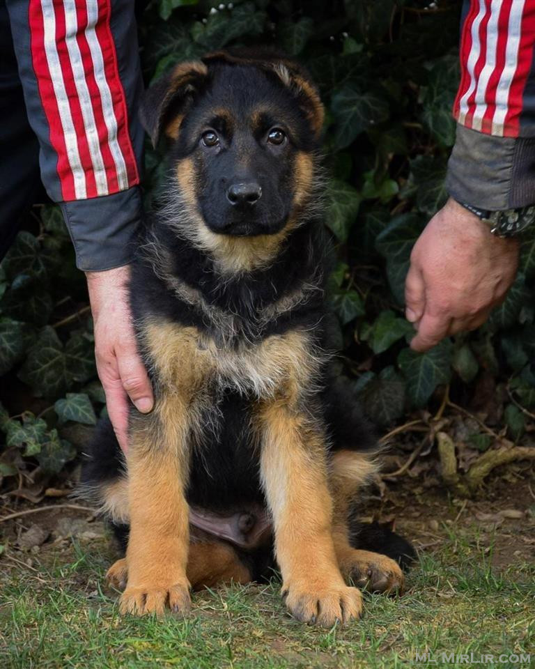 German shepherd - puppies