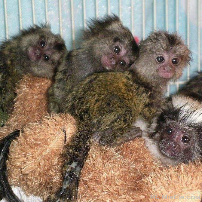 Beautiful Capuchin and marmoset Monkeys.