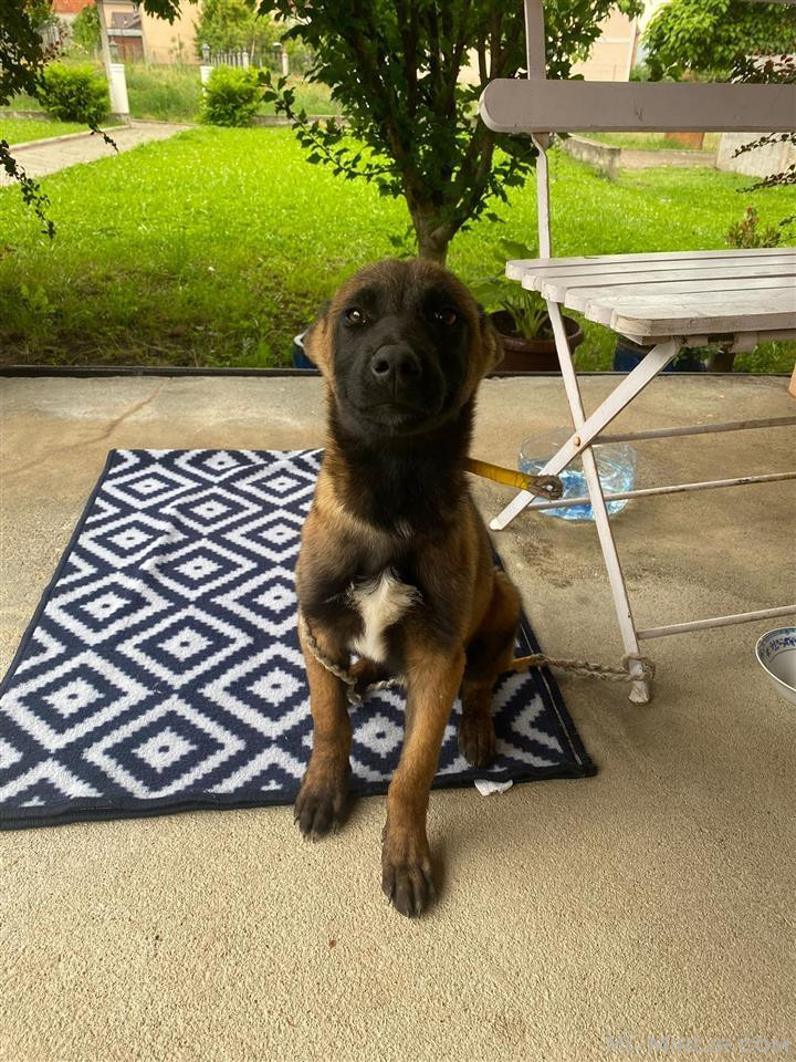 Malinois Max 4muajsh Belg Pastor