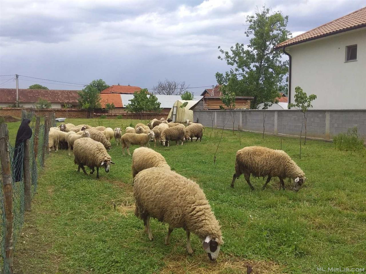 Porosit dele apo dashin therrja Transoprti falas