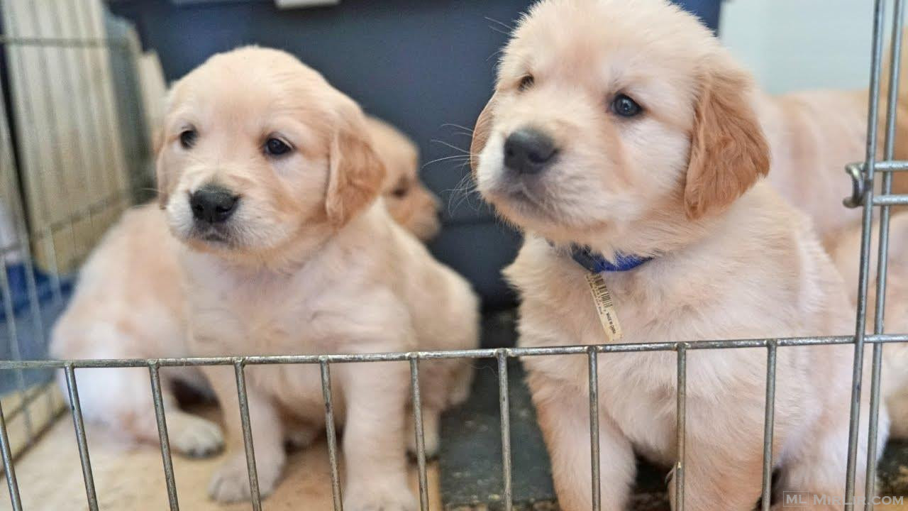 Këlyshët Perfect Golden Retriever për shitje Këlyshët 