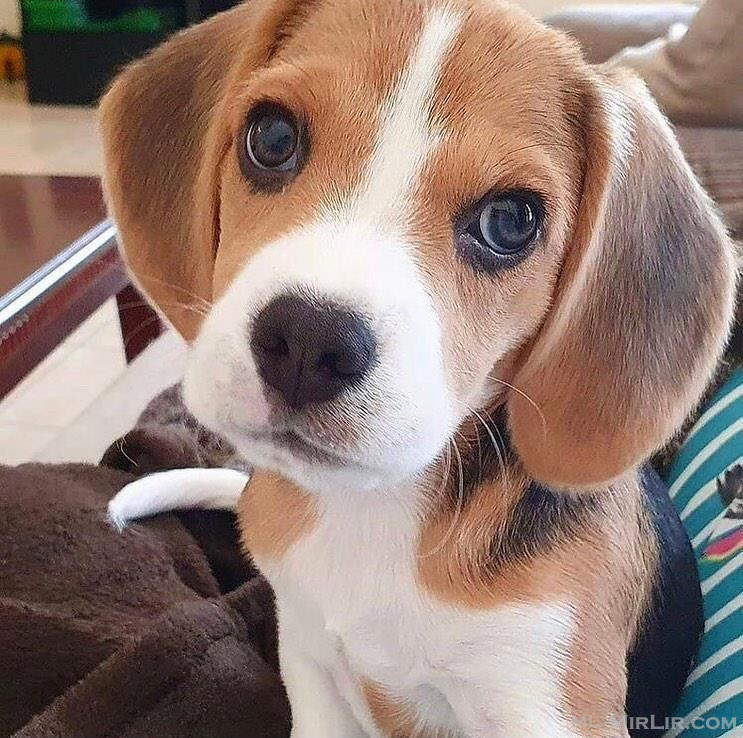 Këlyshët mbresëlënës Pure të shëndetshëm beagle që kërkojnë 