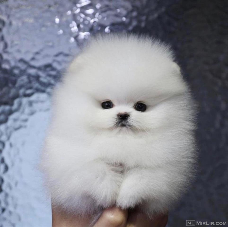 Mini Pomeranian toy