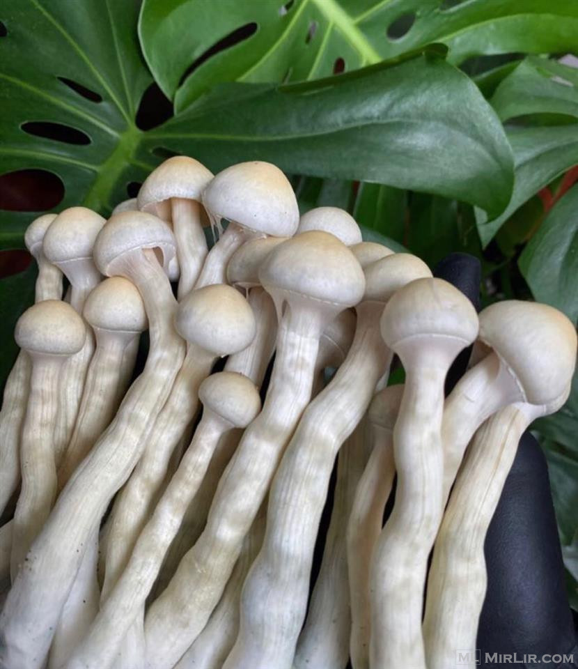Where to Buy Shrooms Online in USA Text +(1442) 2221044