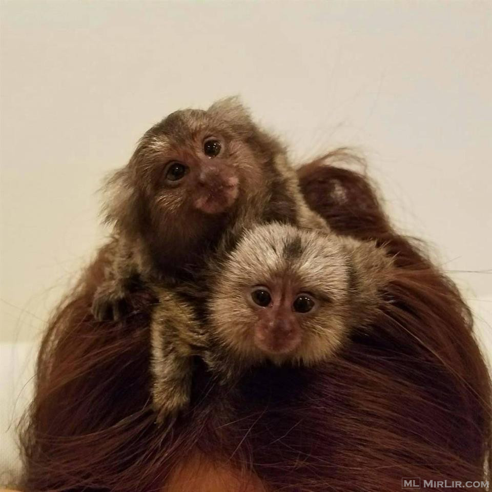 Beautiful Capuchin and marmoset Monkeys