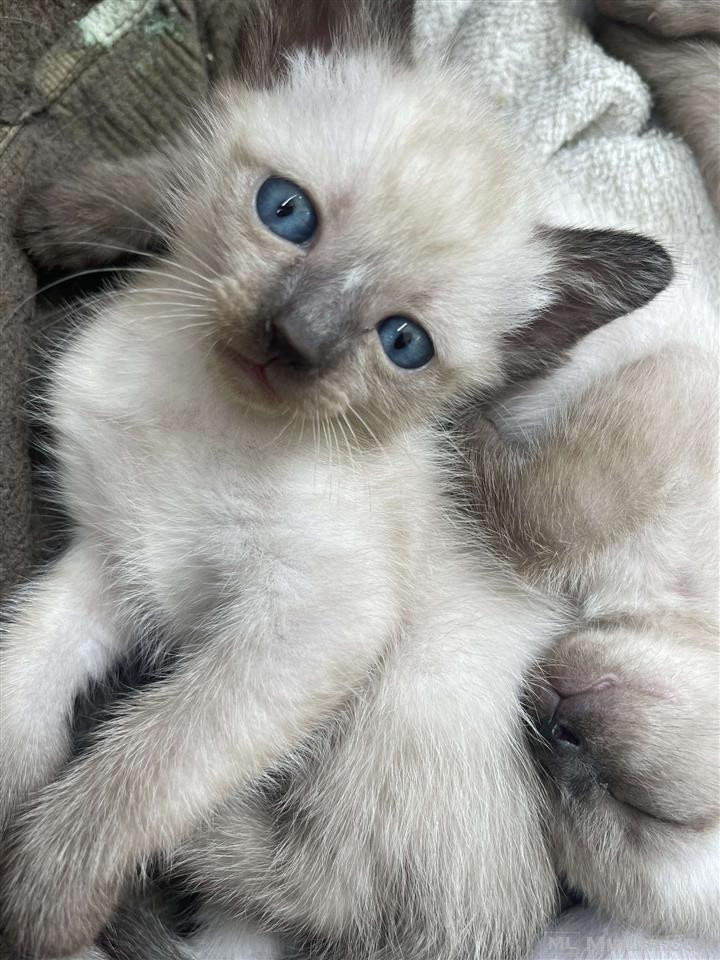 Shes macat siamese 