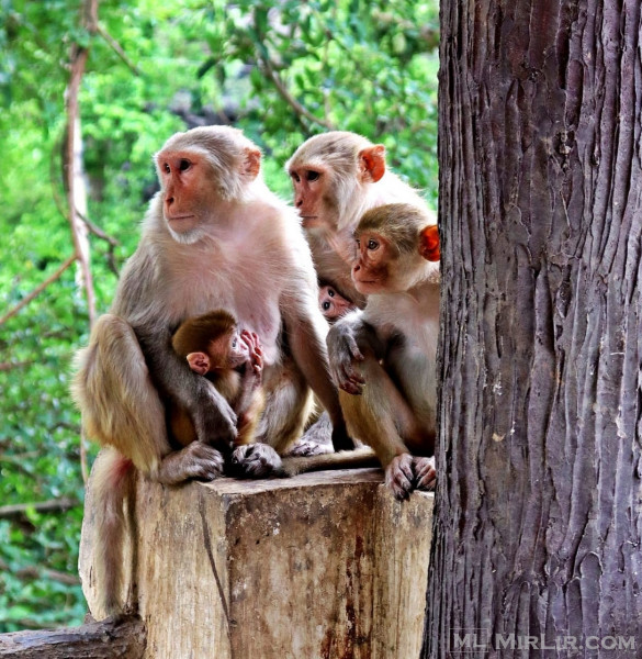 Majmunët kapuçinë për birësim