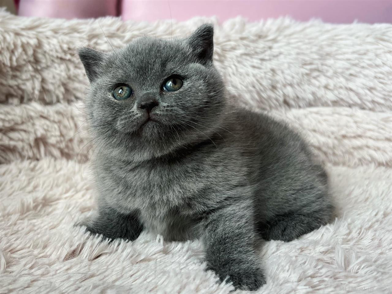 British shorthair kitten for adoption