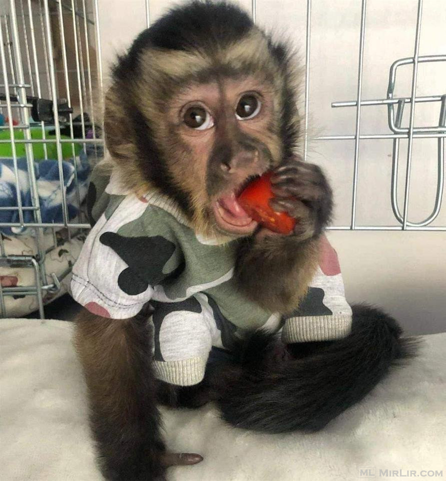 Capuchin monkeys for adoption