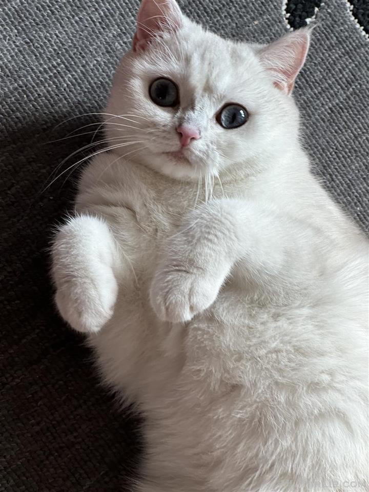 Shitet mace british white 