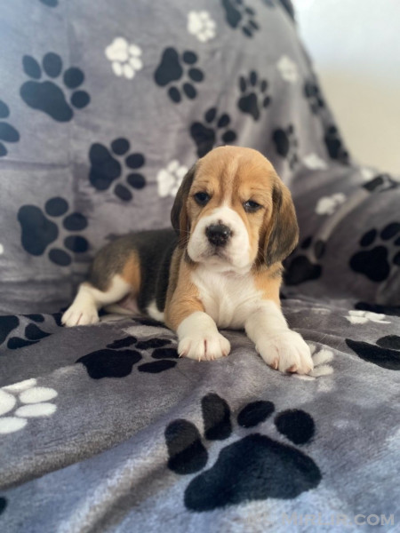 Pure breed healthy beagle Puppies 