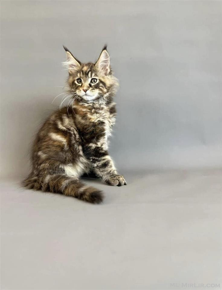 maine coon Kitten for sale 