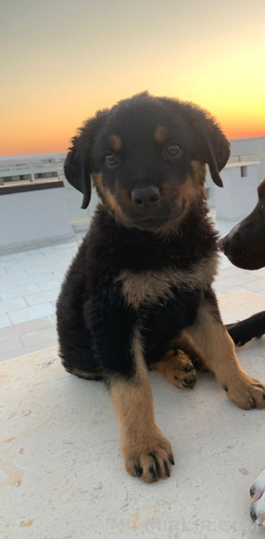 Rottweiler mashkull ne shitje