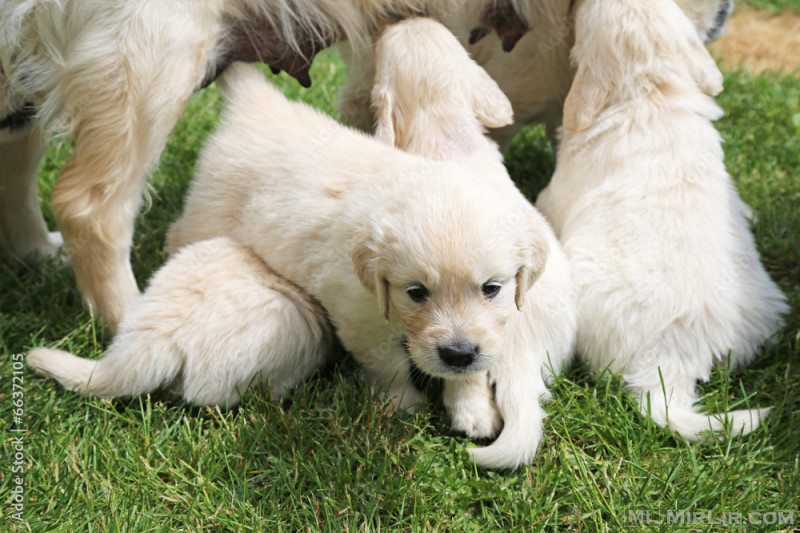  Golden retriever puppies 
