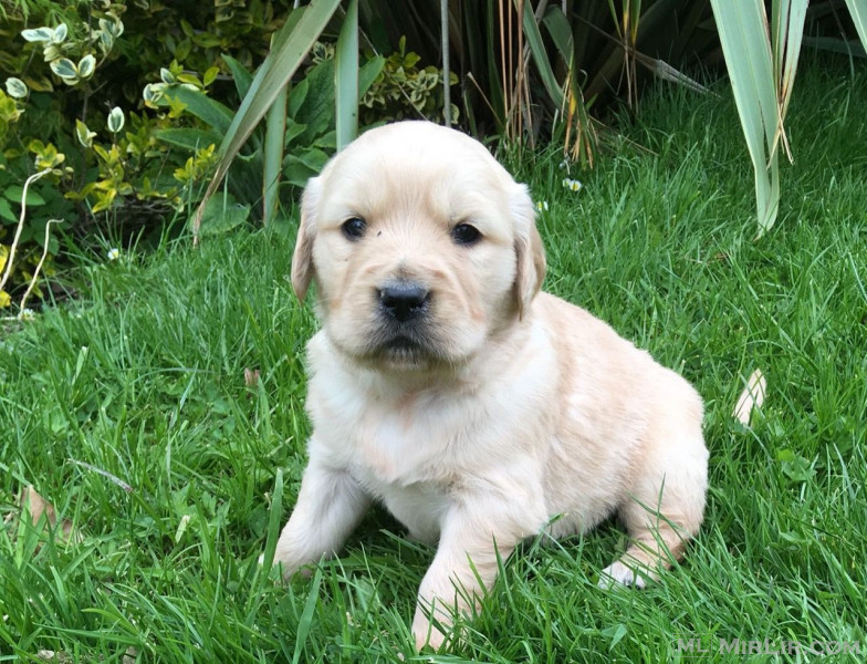 Këlyshët Golden Retriever