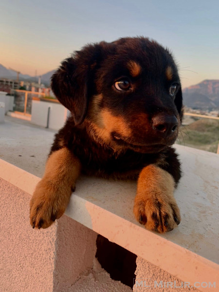 Kelysh Rottweiler Mashkull