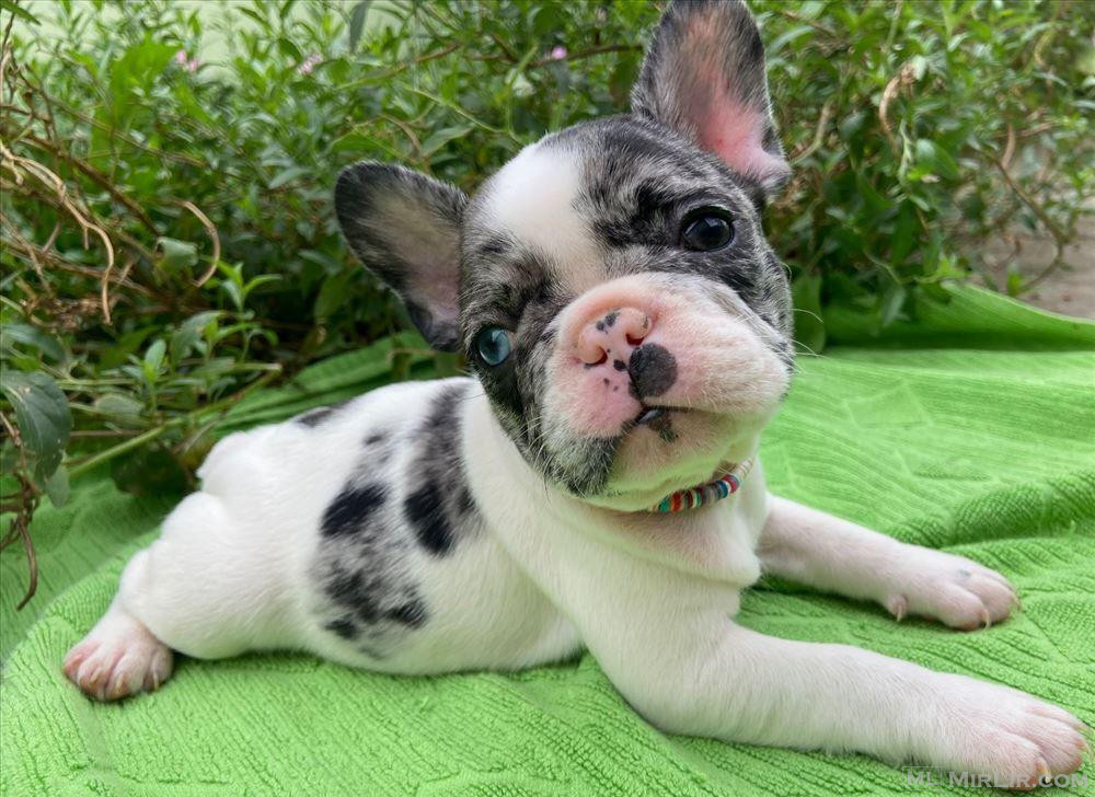 Shiten kelysh french bulldog