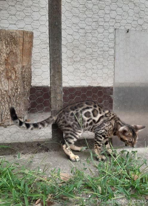 Shiten kotele bengal