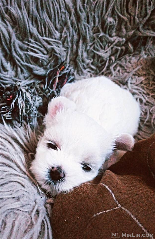 Mini Maltese Puppy (female)