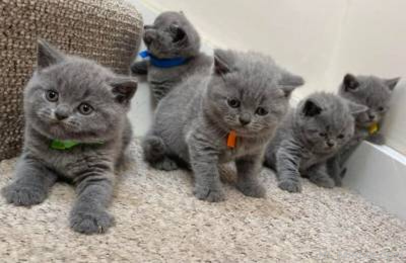 Pisicuțe frumoase British Shorthair sunt disponibile.