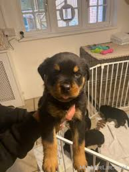 Në dispozicion këlyshët Rottweiler