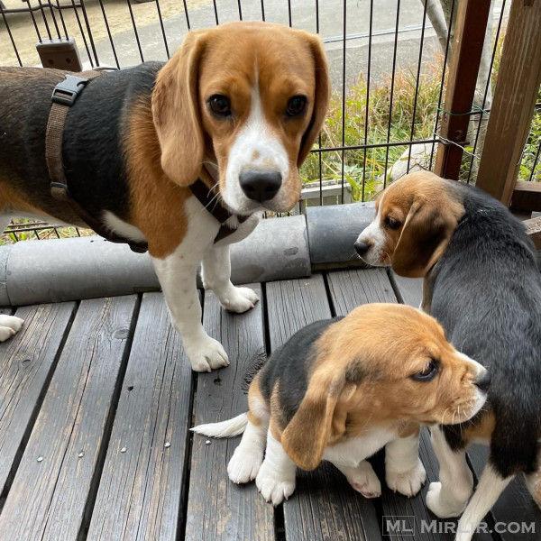 Dostupni štenci čiste pasmine beagle.