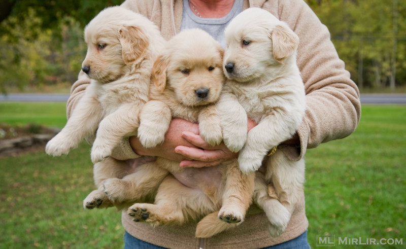 Këlyshët Golden Retriever