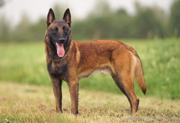 Malinois belgian 