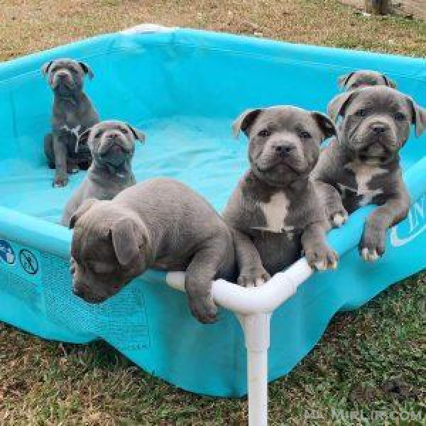 Blue Staffordshire Bull Terrier Puppies +31637256082Blu