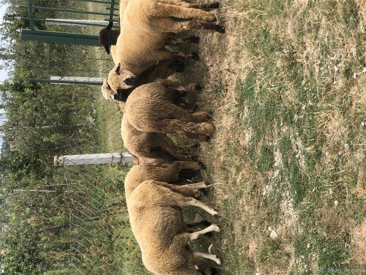 6 dele dhe 1 dash