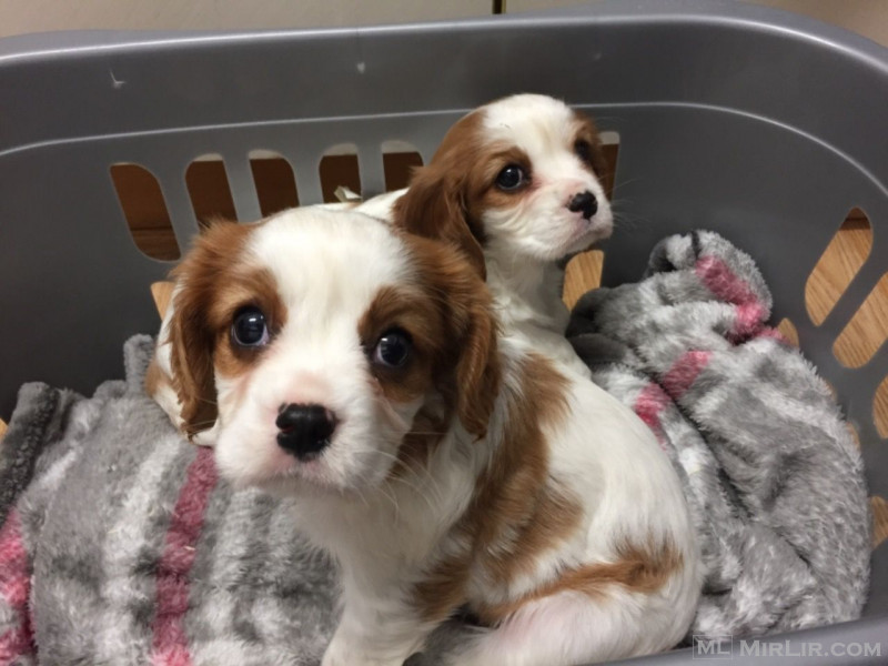 Në dispozicion këlyshët Cavalier King Charles Spaniel