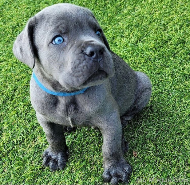 Në dispozicion këlyshët Cane Corso