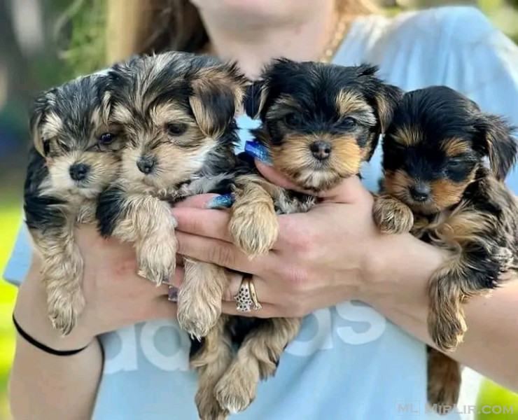  Great Yorkie puppies.Whatsapp : +447438545115 