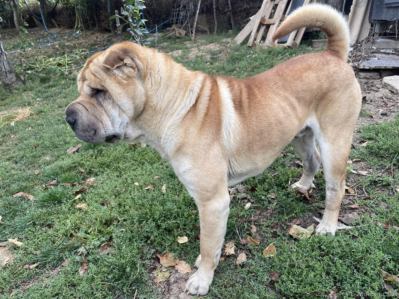 Shitet SharPei