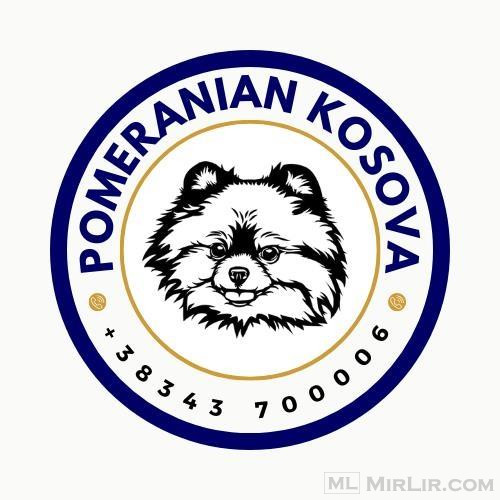 Pomeranian Kosova® | 100% Quality ☑️