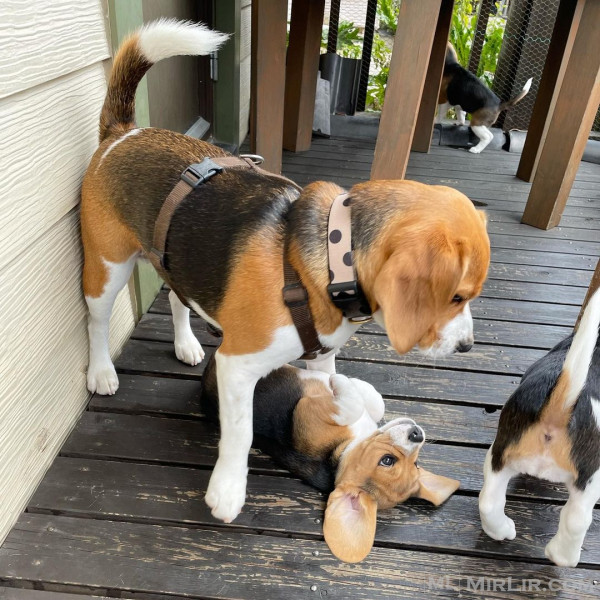 Këlyshët beagle të racës së pastër që kërkojnë shtëpi të re.