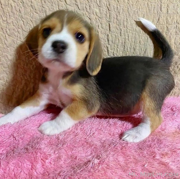 Këlyshët beagle të racës së pastër që kërkojnë shtëpi të re.