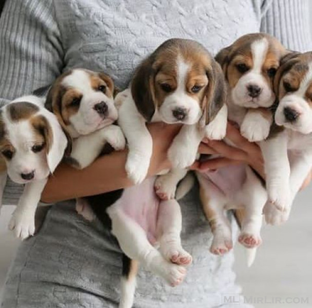 Beautiful beagle puppies available