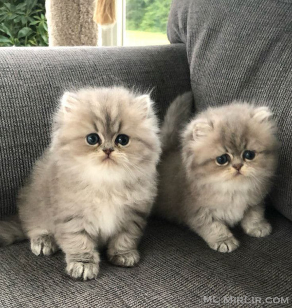 Gorgeous full  persian kittens Whatsapp : +447438545115 