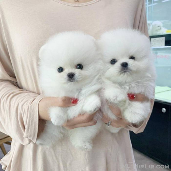 Beautiful pomarenian puppies for sale
