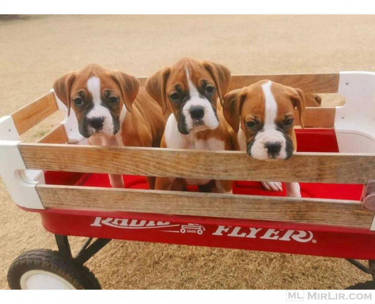 Cute Boxer puppies Whatsapp : +447438545115 