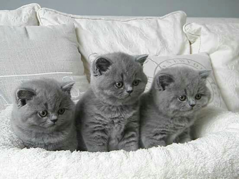 british shorthair kittens Whatsapp : +447438545115 