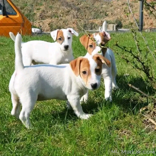Beautiful miniature Jack Russell puppies