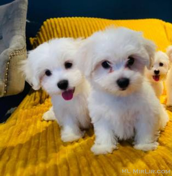 Beautiful Maltese puppies ready Whatsapp : +447438545115 